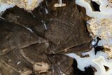 Petrified Wood (Schinoxylon) Slab - Blue Forest, Wyoming #112048-1